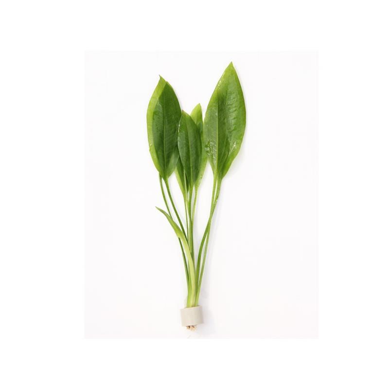 Dennerle Echinodorus grisebachii Bleheri - imagine 4